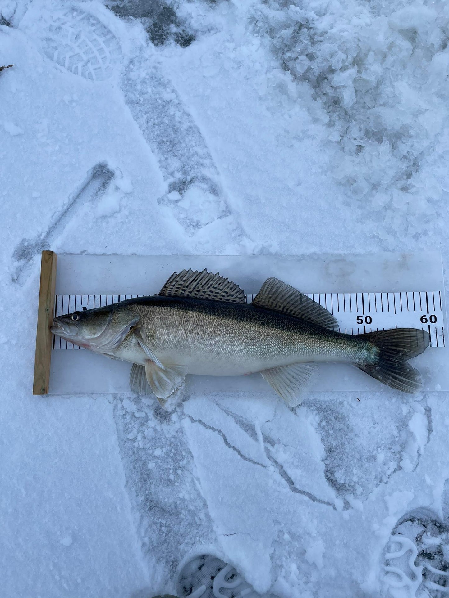 Mittatarra kalan mittaamiseen